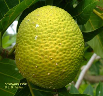 Cây bánh mì Arctocarpus altilis