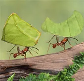 Kinh hoàng loài nấm đầu độc, biến kiến thành "ma sống"