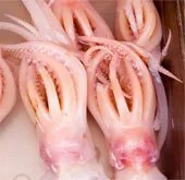 Quả bom nằm trong bụng mực ống