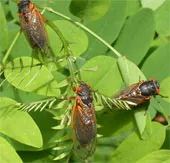 Hàng tỉ con ve sầu sẽ "tấn công" nước Mỹ
