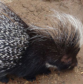 Phát hiện một loài nhím mới sống trên cây ở Brazil