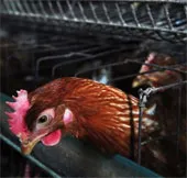 Tìm ra nguồn gốc chủng cúm chết người H7N9