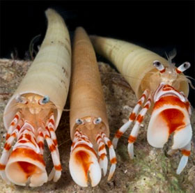 Loài cua ẩn dật kỳ lạ bỗng dưng xuất hiện