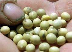 Trung Quốc: Cấp chứng nhận an toàn cho cây chuyển gien