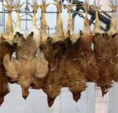 Bé 4 tuổi mang H7N9 nhưng không có biểu hiện cúm
