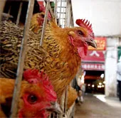 Trung Quốc: Số người nhiễm virus H7N9 đang tăng nhanh hơn