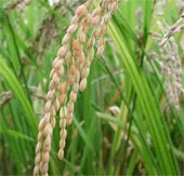 IRRI phát triển thành công giống lúa siêu chịu mặn