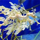 Cận cảnh loài "rồng" quý hiếm dưới đáy biển