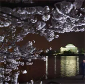 Chùm ảnh hoa anh đào tuyệt đẹp ở Washington (1)