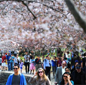 Chùm ảnh hoa anh đào tuyệt đẹp ở Washington (2)