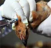 20 người tử vong vì H7N9 tại TQ