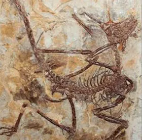 Phát hiện mới về khủng long "sát thủ trên không"