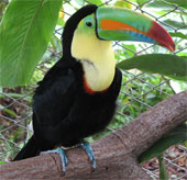 Chiếc mỏ sặc sỡ của chim Toucan