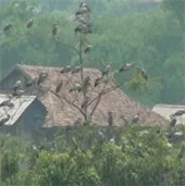 Bảo vệ đàn cò nhạn quý hiếm tại xã Mường Phăng