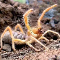 Nhện lông khổng lồ trên sa mạc