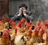 Trung Quốc công bố nguồn gốc H7N9