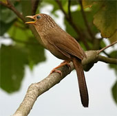 Cậu bé Nga sáng chế phần mềm xác định tiếng chim