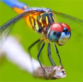 11 sự thật về "dâm tặc" của thế giới động vật