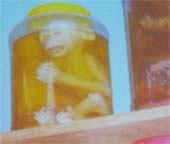 'Không nơi nào động vật hoang dã giảm nhanh như ở VN'