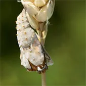 Xem sâu hóa bướm
