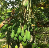 Cây đu đủ đực ra hàng trăm quả