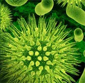 Sự thật về "siêu vi khuẩn tình dục" nguy hiểm hơn AIDS