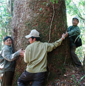 Thông hai lá dẹt - cổ thực vật hóa thạch sống