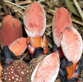 Những kẻ không diệp lục sống bám ở Việt Nam