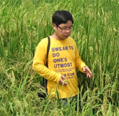 Kỷ lục bất ngờ của bông lúa nghìn hạt