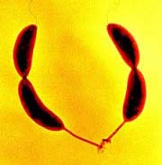 Vi khuẩn tạo ra loại keo bền nhất thế giới