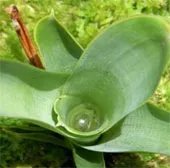 Những loài cây ăn thịt ẩn thân cực đỉnh