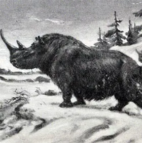 ロシアで10万年以上前のサイの化石を発見
