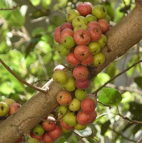 Những loài cây kỳ diệu biết "đẻ ra quả" ngay trên thân