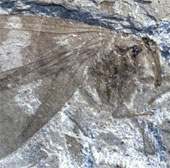 Khám phá về côn trùng làm sáng tỏ biến đổi khí hậu