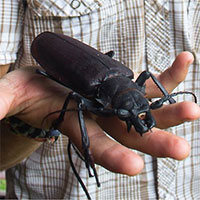 Bí ẩn bọ cánh cứng khổng lồ