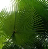 Phát hiện loại gene có thể làm tăng sản lượng dầu cọ