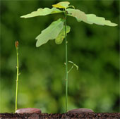 Góc cành cây chịu ảnh hưởng của trọng lực