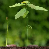 Góc cành cây chịu ảnh hưởng của trọng lực