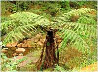 Cây Toa la (dẻ ngựa) - Alsophile spinulosa