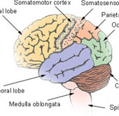 Bộ não và những điều kỳ diệu