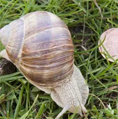 Hệ thống "nghe lén" kinh ngạc của cây xanh