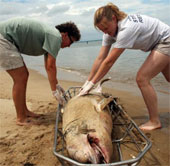 Dịch bệnh lại bùng phát ở loài cá heo