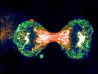 Đảo ngược tiến trình tự phân của tế bào