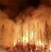 California ban bố tình trạng khẩn cấp do cháy rừng
