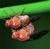 Triệt tiêu khả năng sinh sản của sâu bệnh