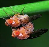 Triệt tiêu khả năng sinh sản của sâu bệnh