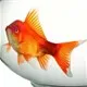 Sự thật về "não cá vàng" và lời giải cho trí nhớ