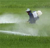 Biến đổi khí hậu, sâu bọ phá hoa màu nhiều hơn