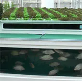 Những mô hình nông nghiệp an toàn và bền vững của tương lai