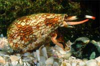 1001 kiểu tự vệ của động vật biển